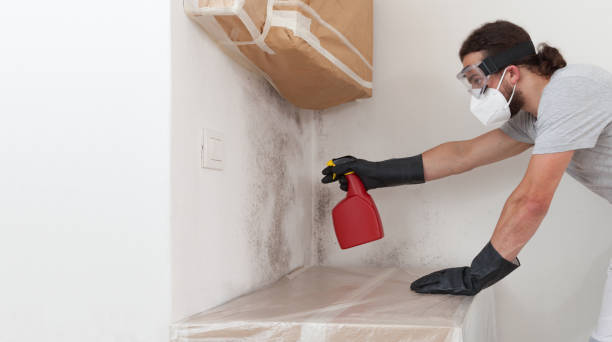 Professional Black Mold Removal technician working in Hudson, NY