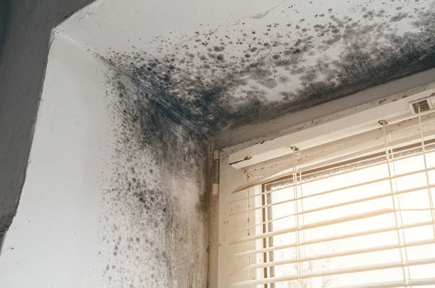 Trusted Black Mold Removal service in Hudson, NY - Cheap Mold Removal